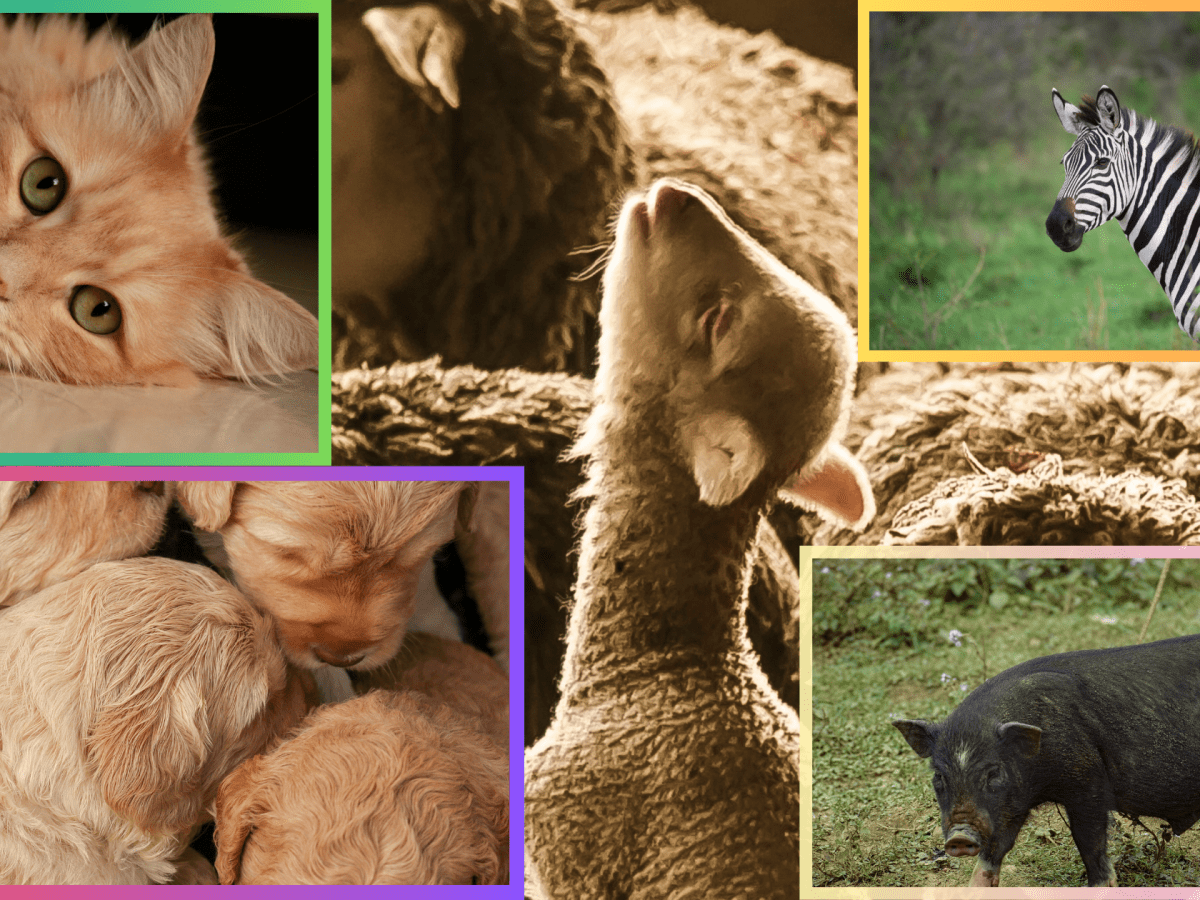 La protection des animaux : sauvages, de ferme, domestiques et de&nbsp;compagnie