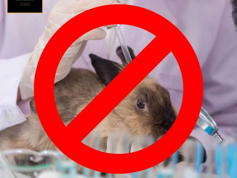 Souffrance animale: Interdiction des tests sur  les animaux dans l&rsquo;Union&nbsp;européenne