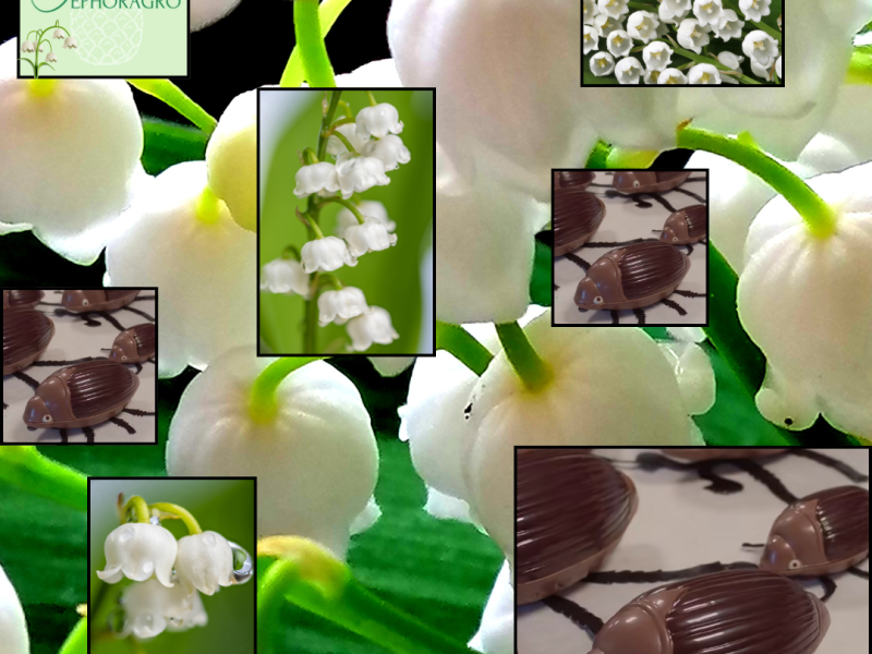 1er mai: Plutôt muguet ou scarabée&nbsp;?