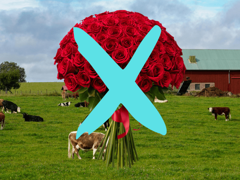 Alternatives écolos aux traditionnels bouquets de&nbsp;fleurs